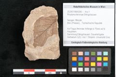 Foto (Objekt + Etikett) von Rhytisma feroniae Ettingshausen (NHMW-GEO-2024-0188-6390)